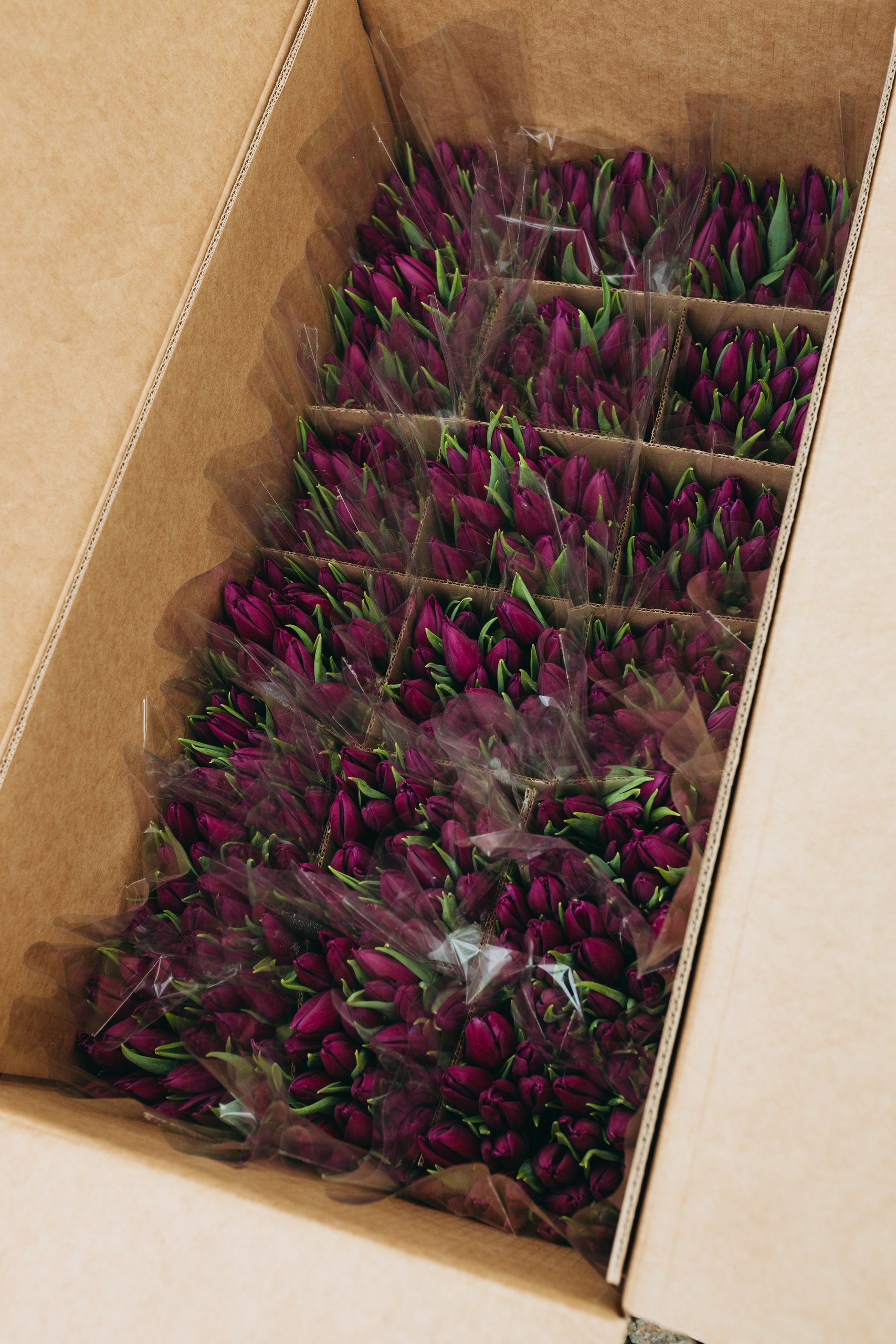 photo-tulips-web-my-tulip-ru (2)