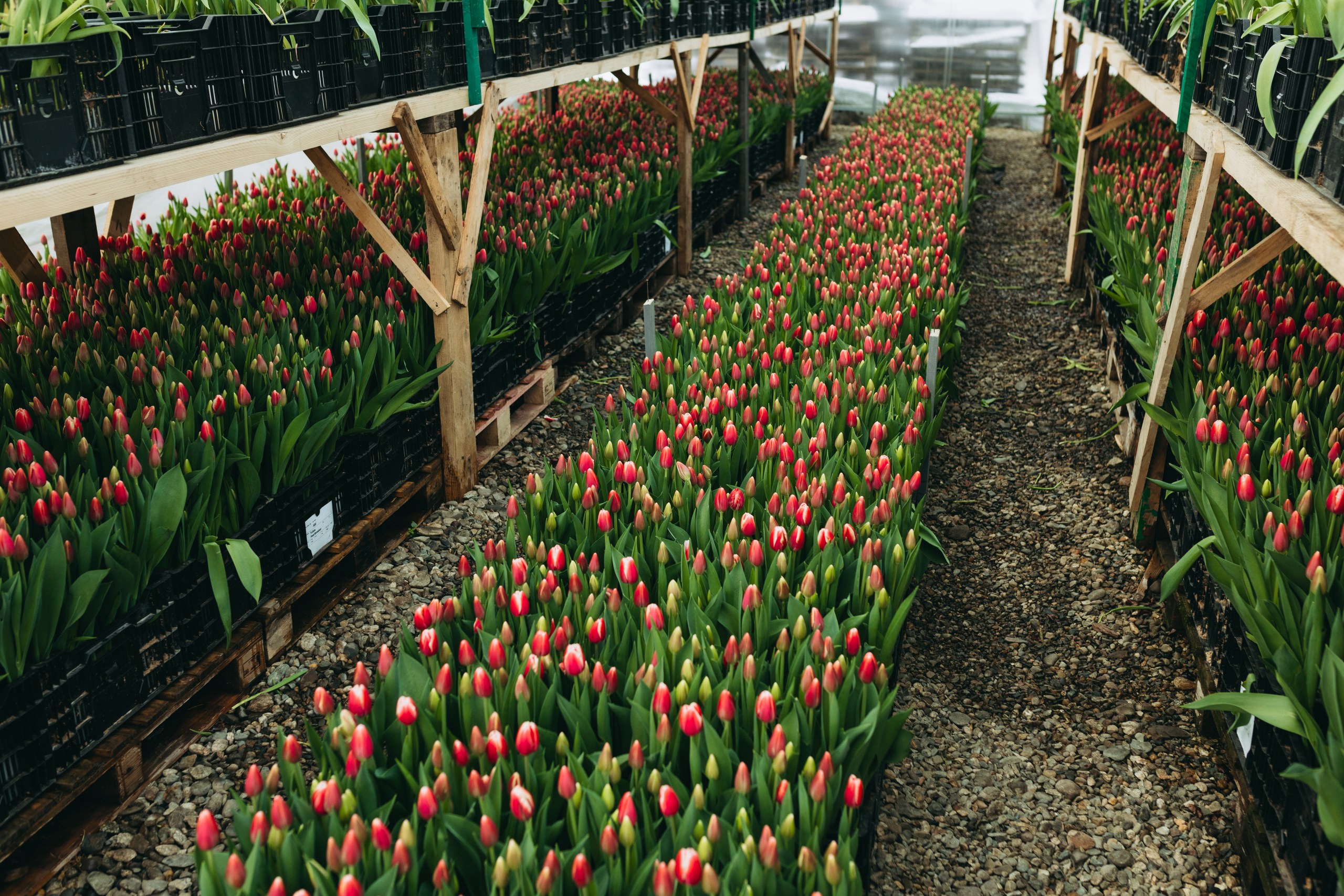 photo-tulips-web-my-tulip-ru (21)