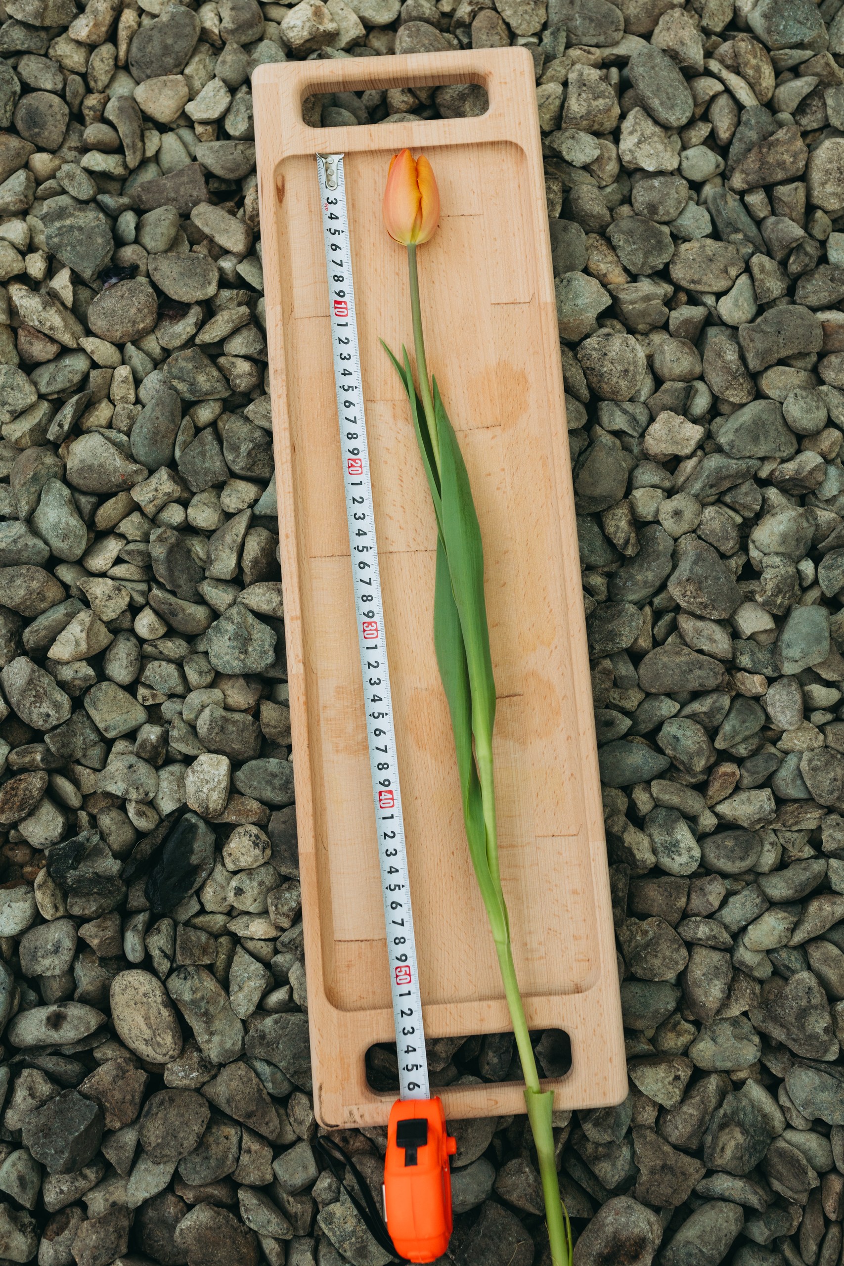 photo-tulips-web-my-tulip-ru (37)